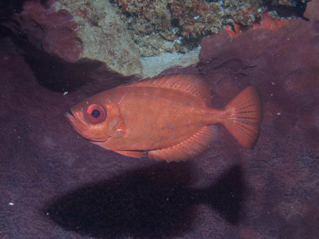 Glasseye