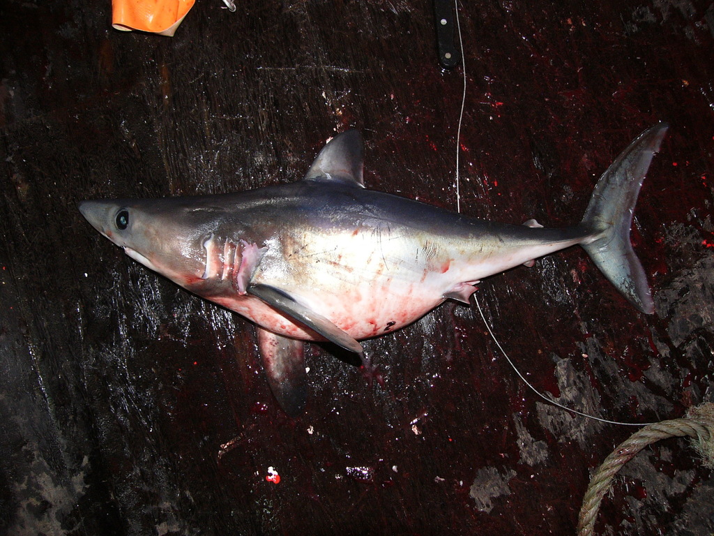 Porbeagle