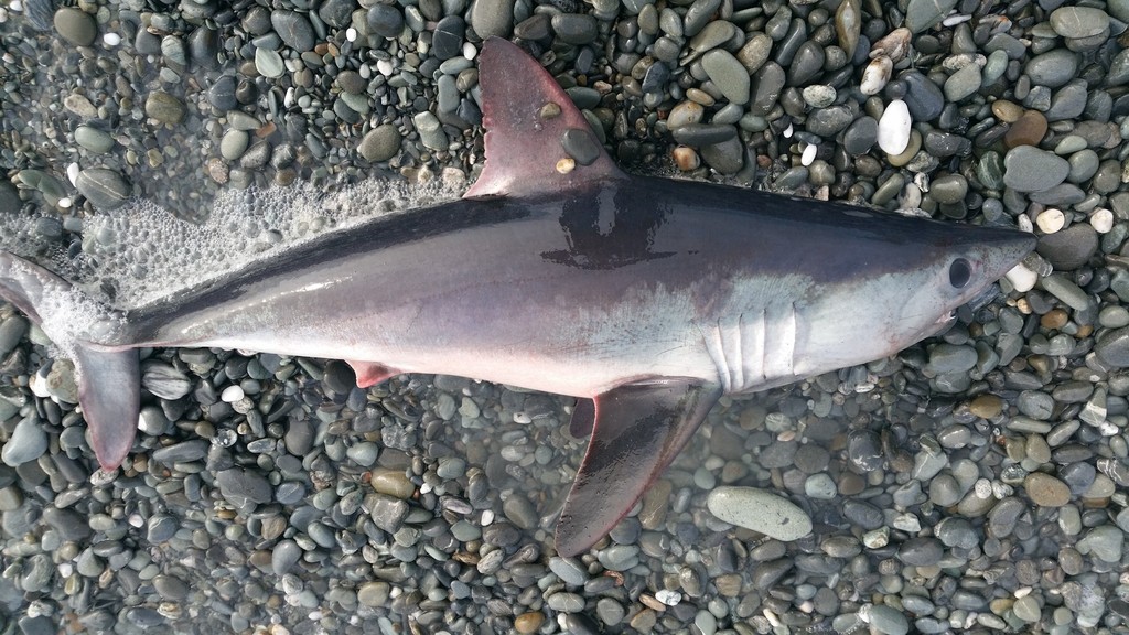Porbeagle
