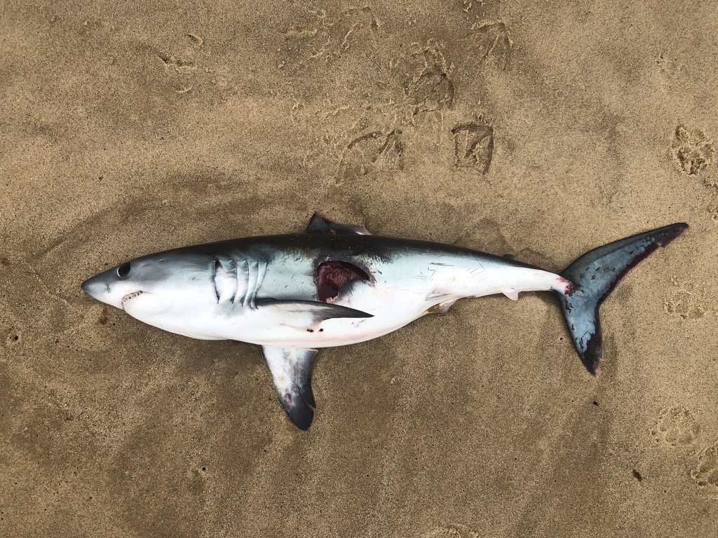 Porbeagle