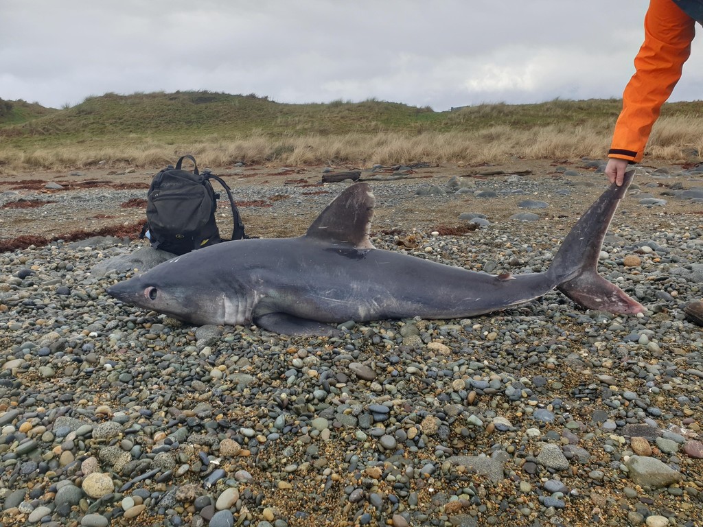 Porbeagle