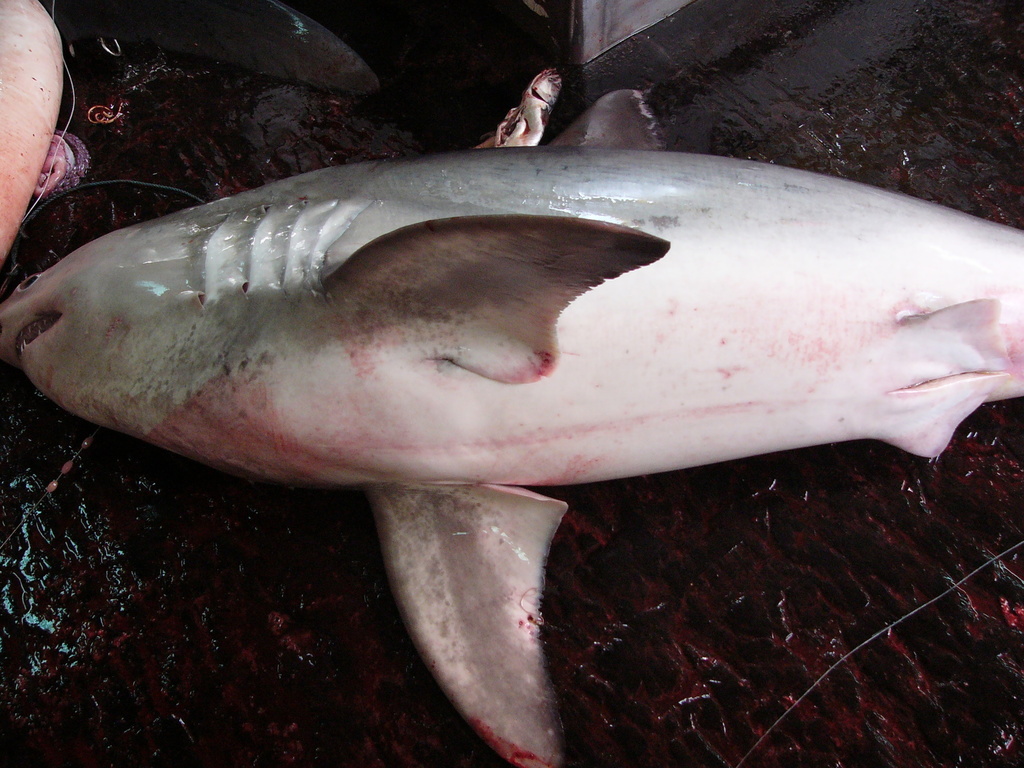 Porbeagle