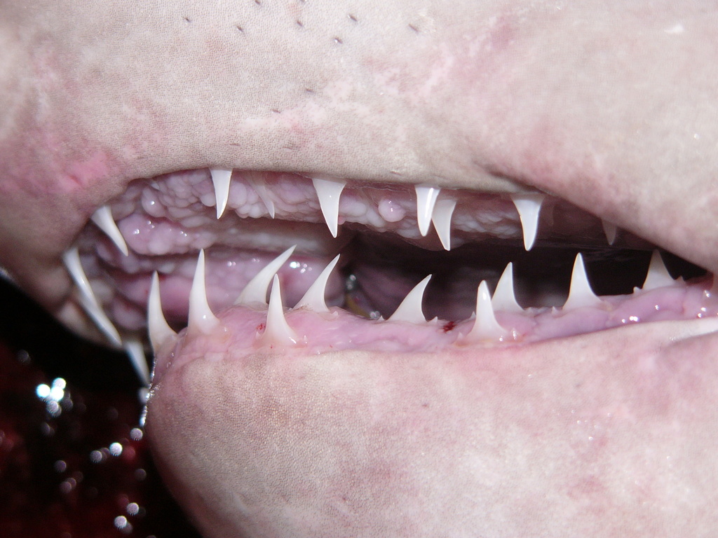 Porbeagle