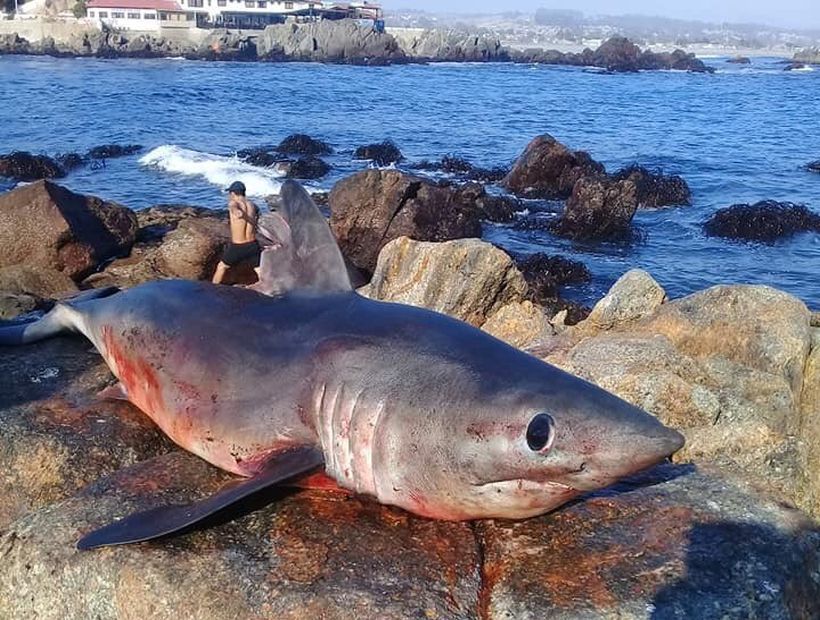 Porbeagle