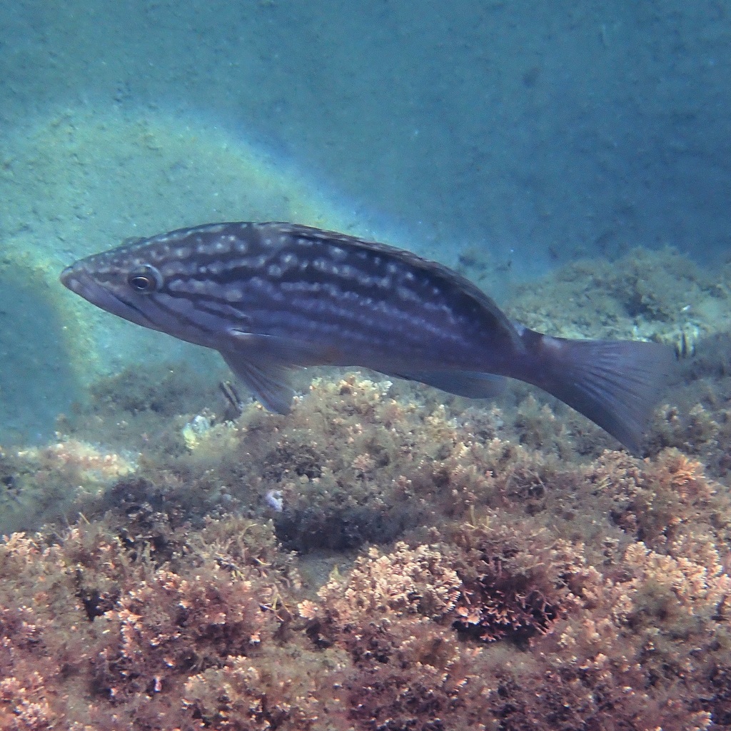 Mottled Grouper