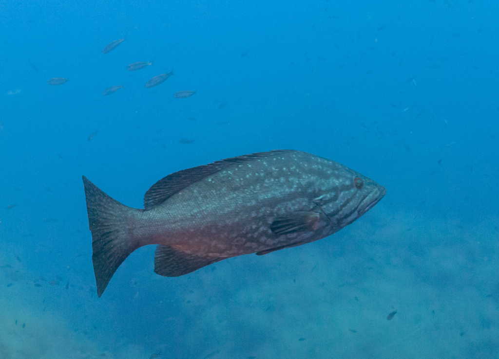 Mottled Grouper