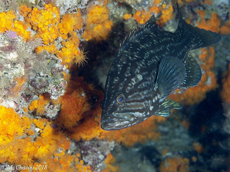 Mottled Grouper