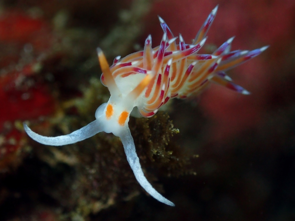Wandering Cratena