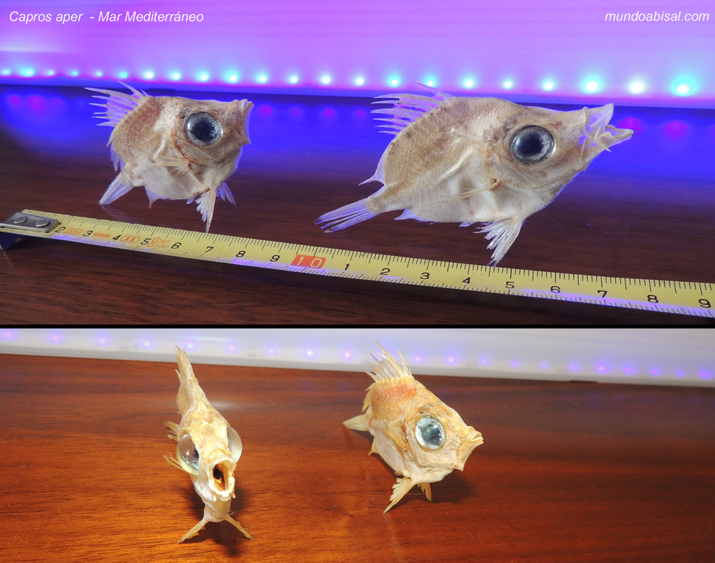 Boarfish