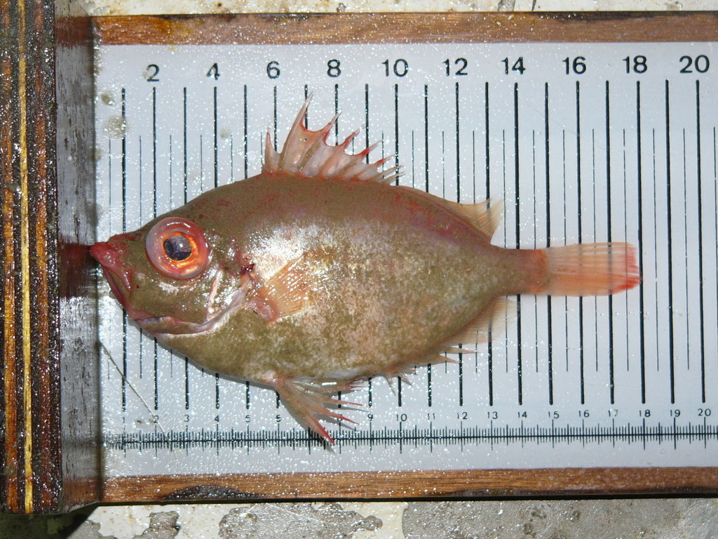 Boarfish