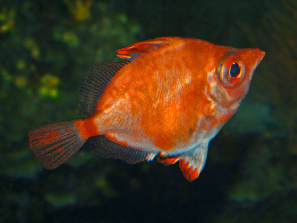 Boarfish