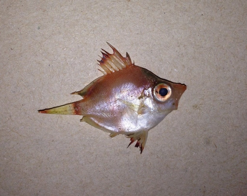 Boarfish
