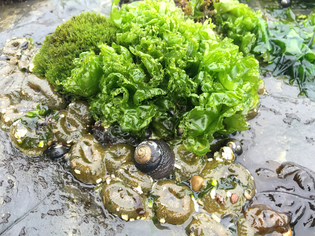 Broadleaf Sea Lettuce