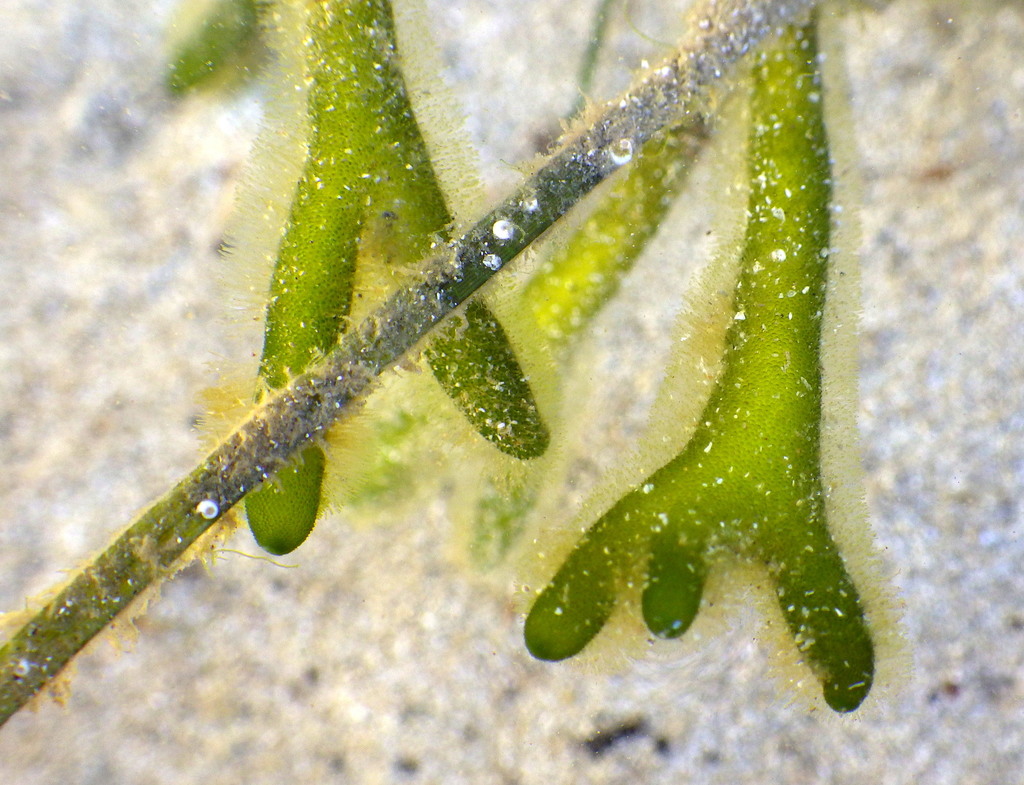 Dead Man's Fingers