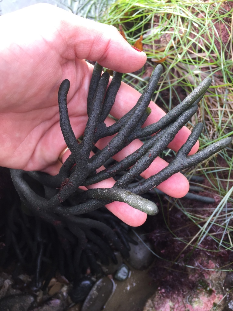 Dead Man's Fingers