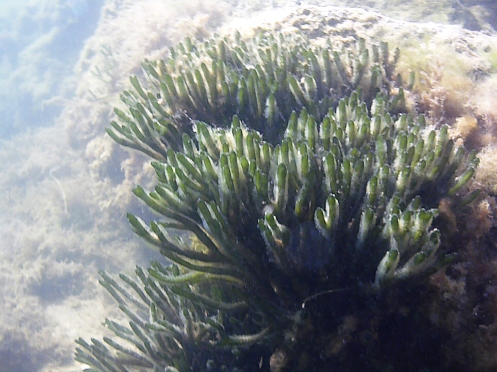 Dead Man's Fingers