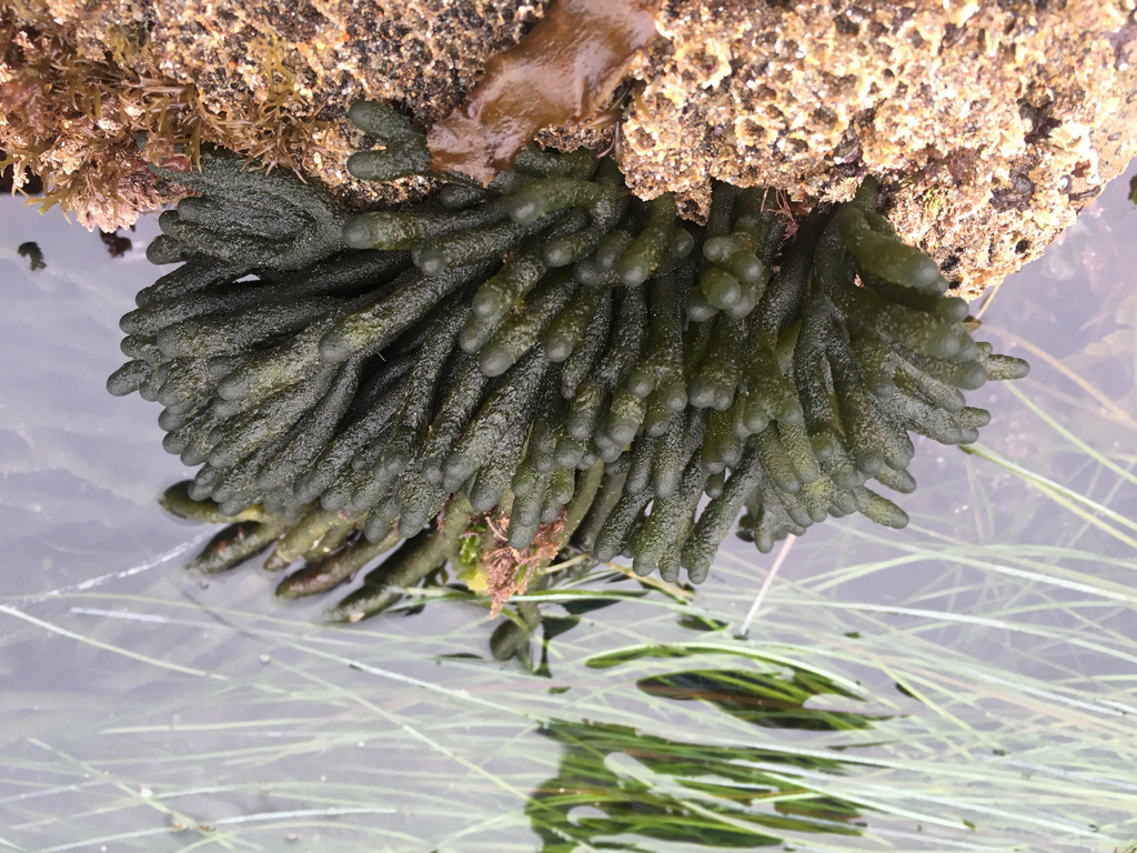 Dead Man's Fingers