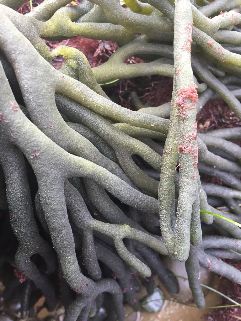 Dead Man's Fingers