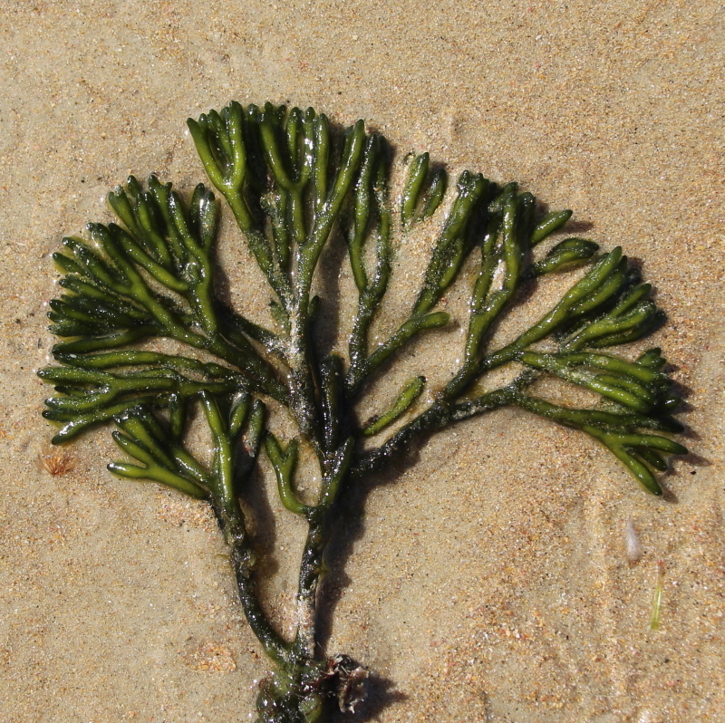Dead Man's Fingers