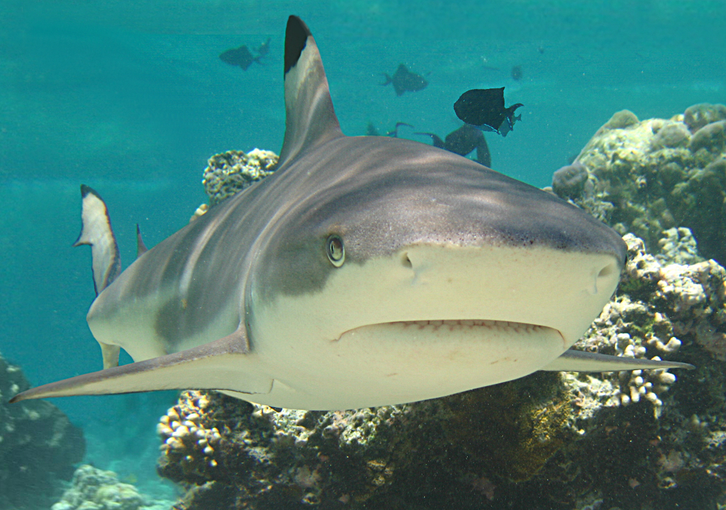Blacktip Reef Shark