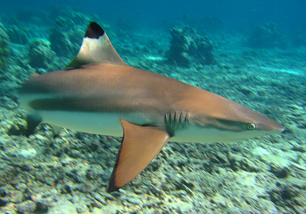 Blacktip Reef Shark