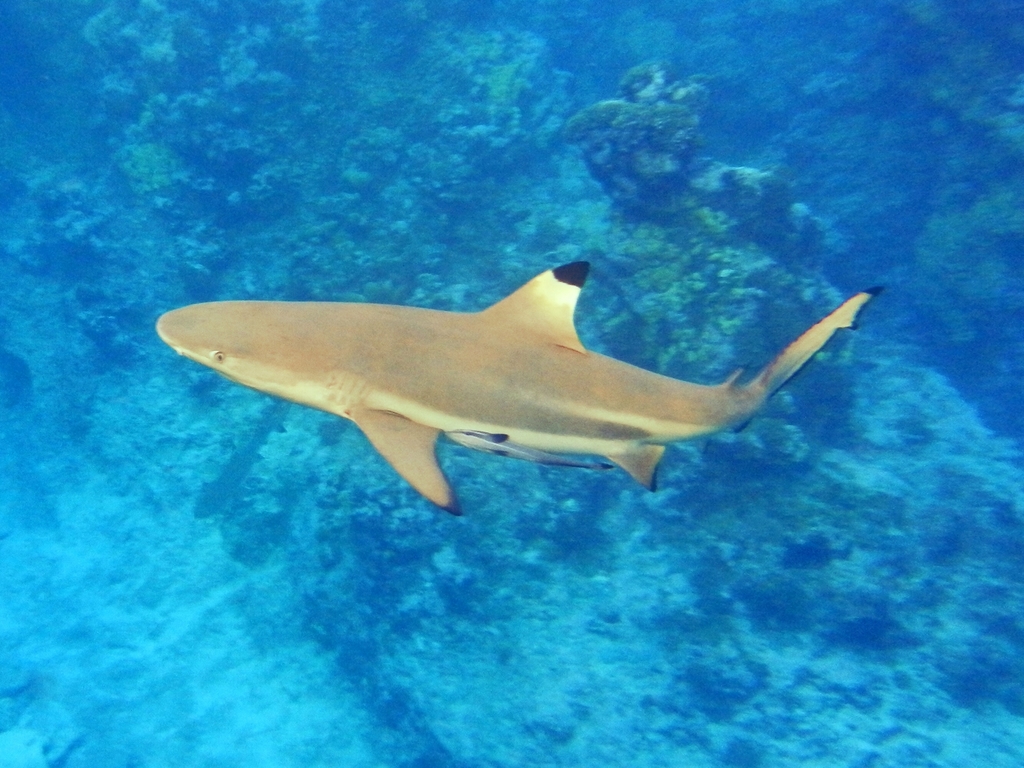 Blacktip Reef Shark