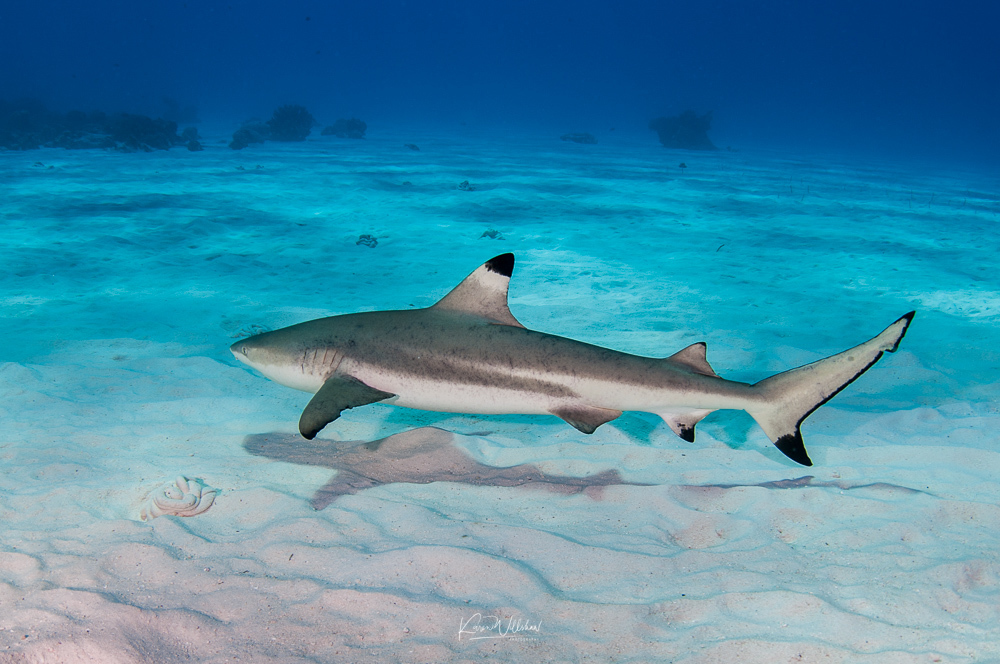 Blacktip Reef Shark