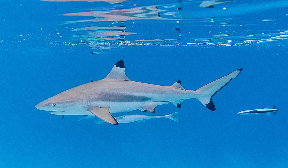 Blacktip Reef Shark