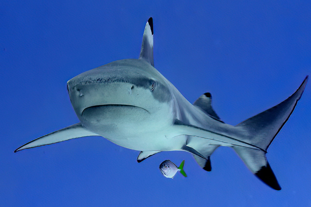 Blacktip Reef Shark