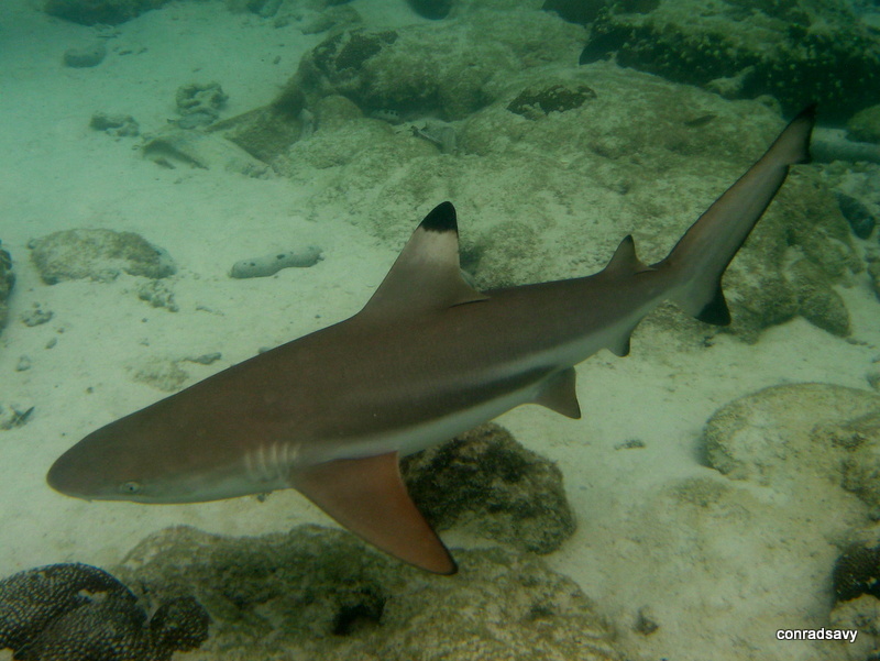 Blacktip Reef Shark
