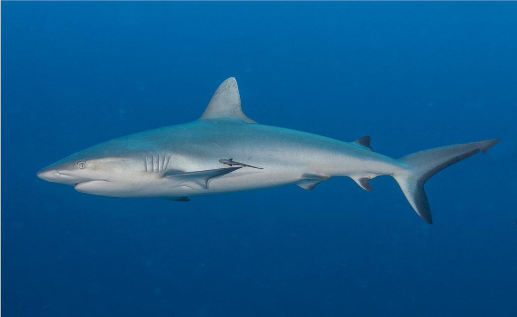 Grey Reef Shark