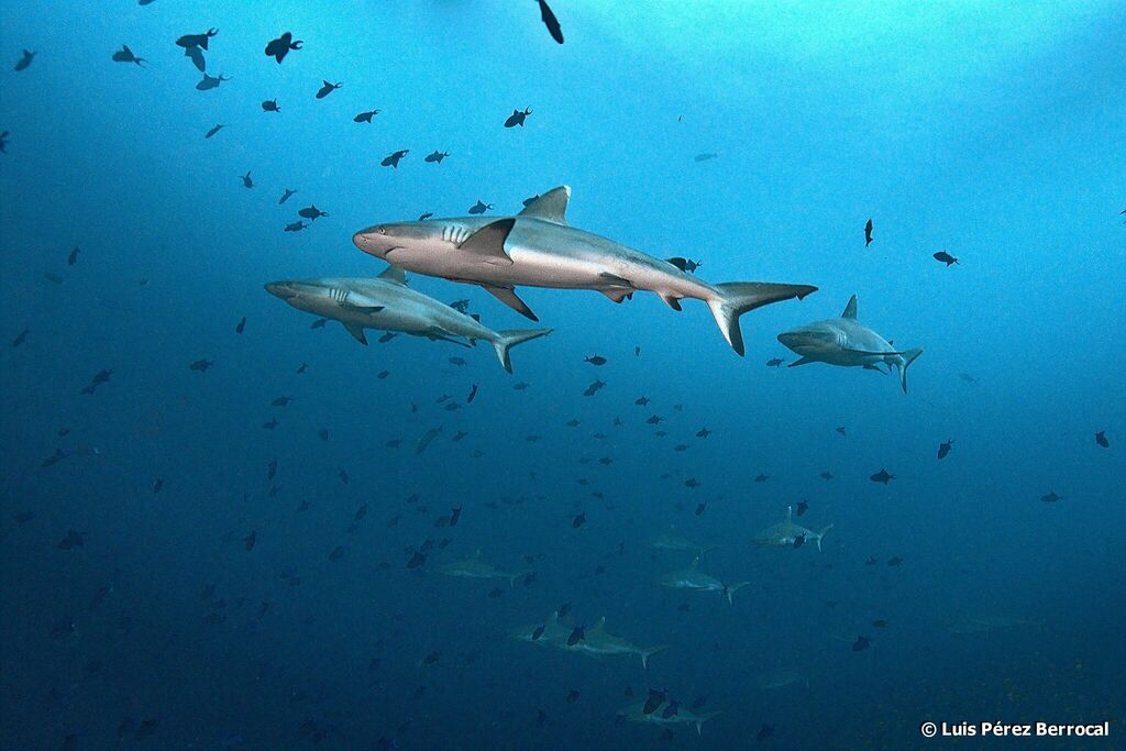 Grey Reef Shark