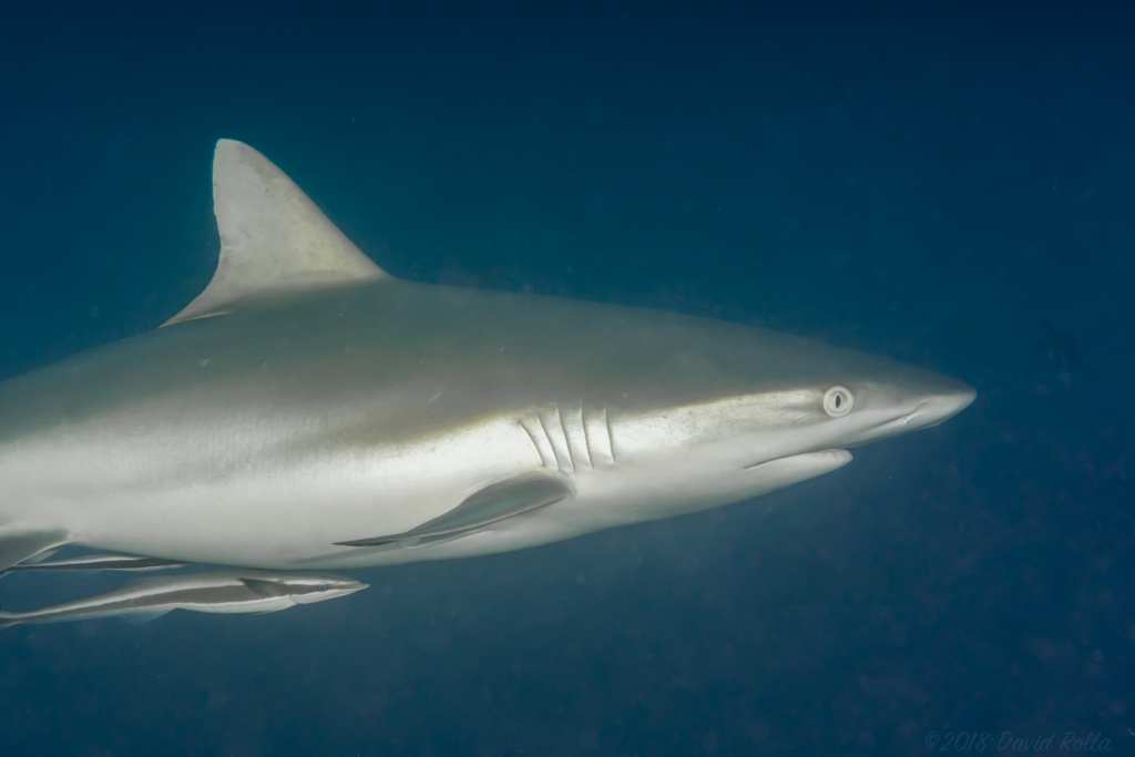 Grey Reef Shark