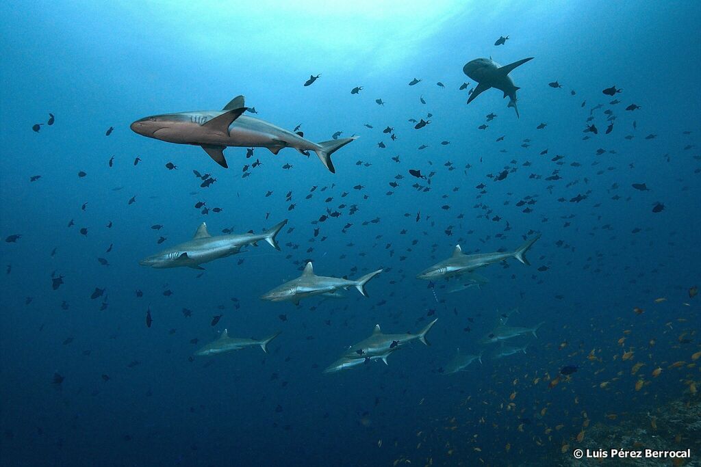 Grey Reef Shark