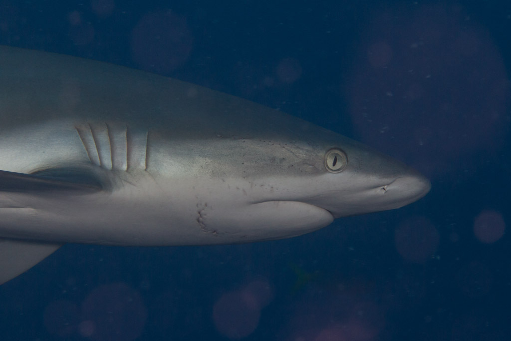 Grey Reef Shark