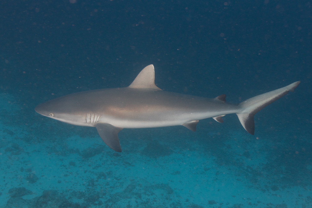Grey Reef Shark