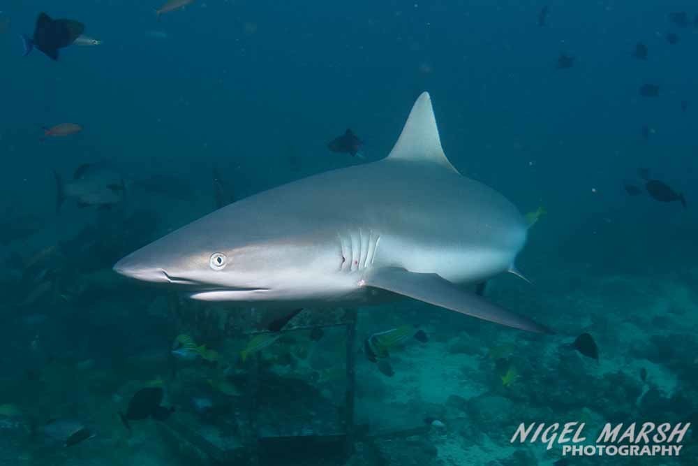 Grey Reef Shark