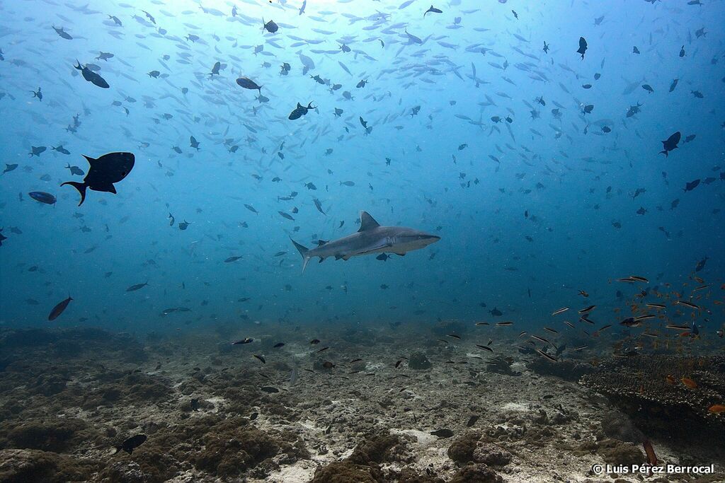 Grey Reef Shark