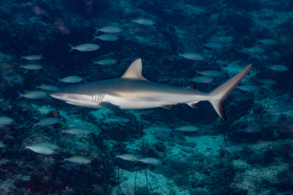 Grey Reef Shark