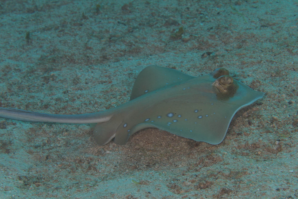 Bluespotted Maskray