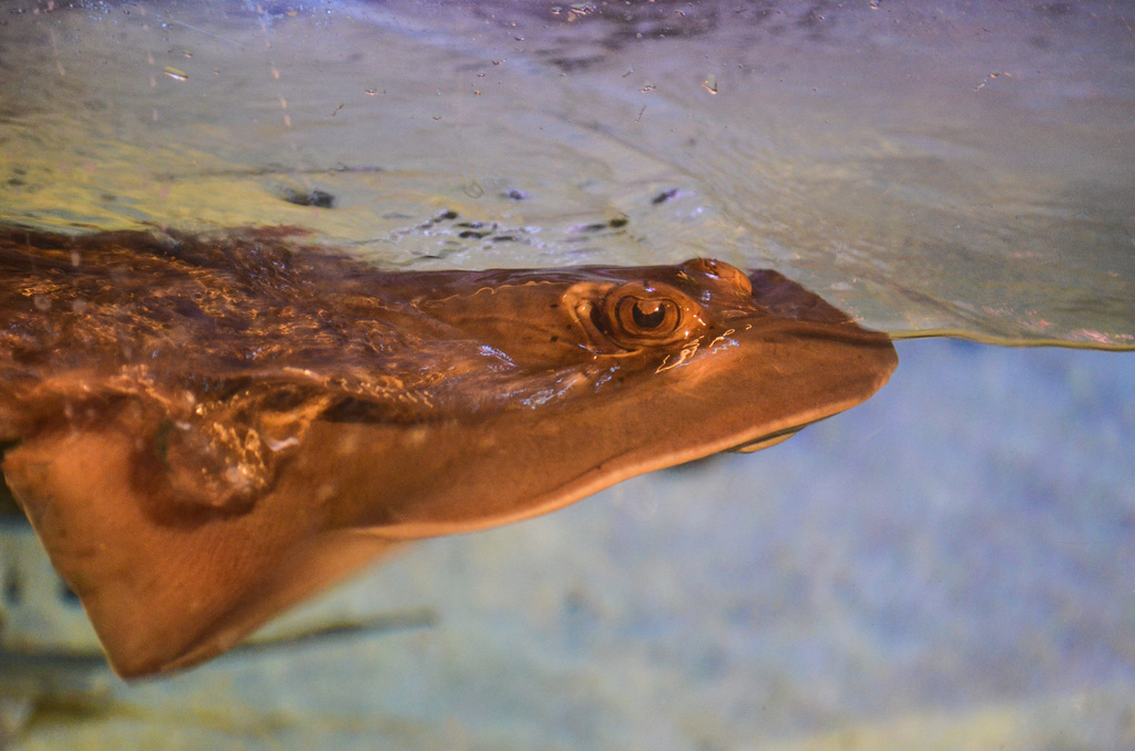 Bluespotted Maskray