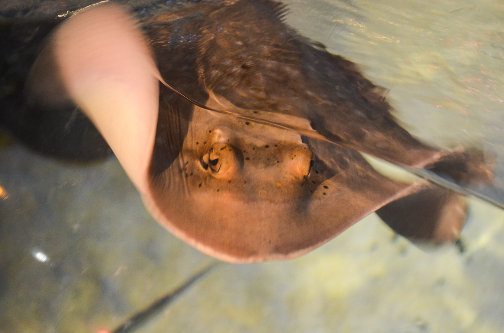 Bluespotted Maskray
