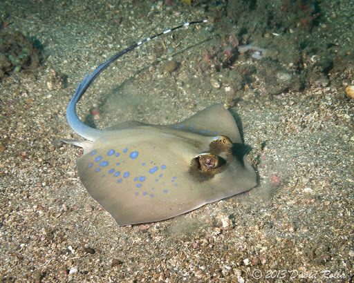Bluespotted Maskray