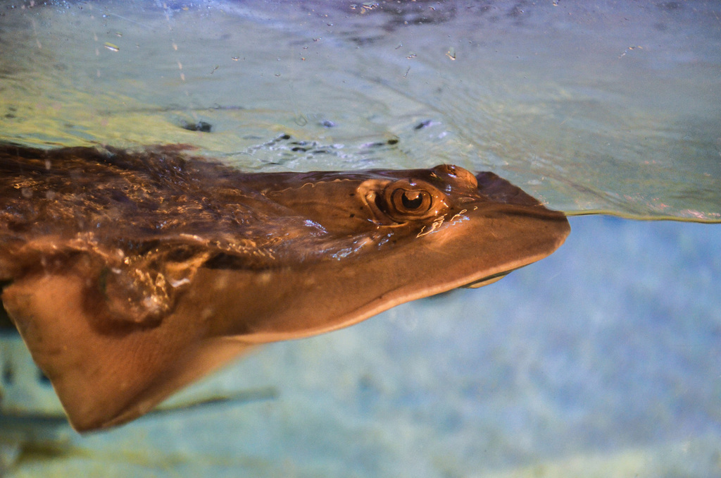 Bluespotted Maskray