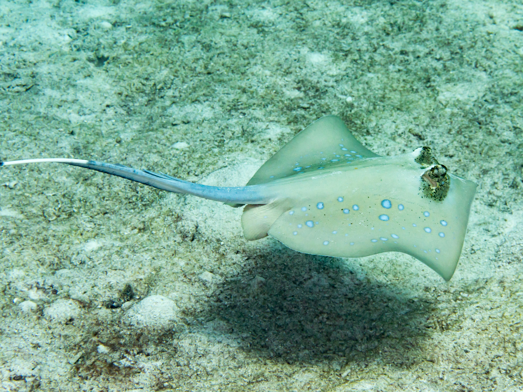 Bluespotted Maskray