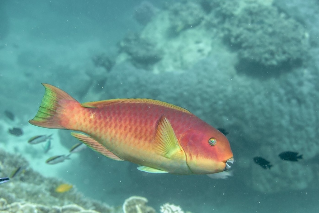 Steephead Parrotfish
