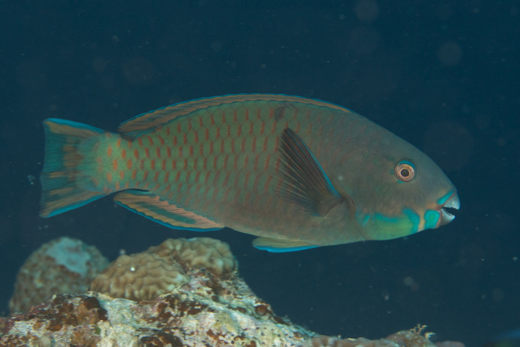 Steephead Parrotfish