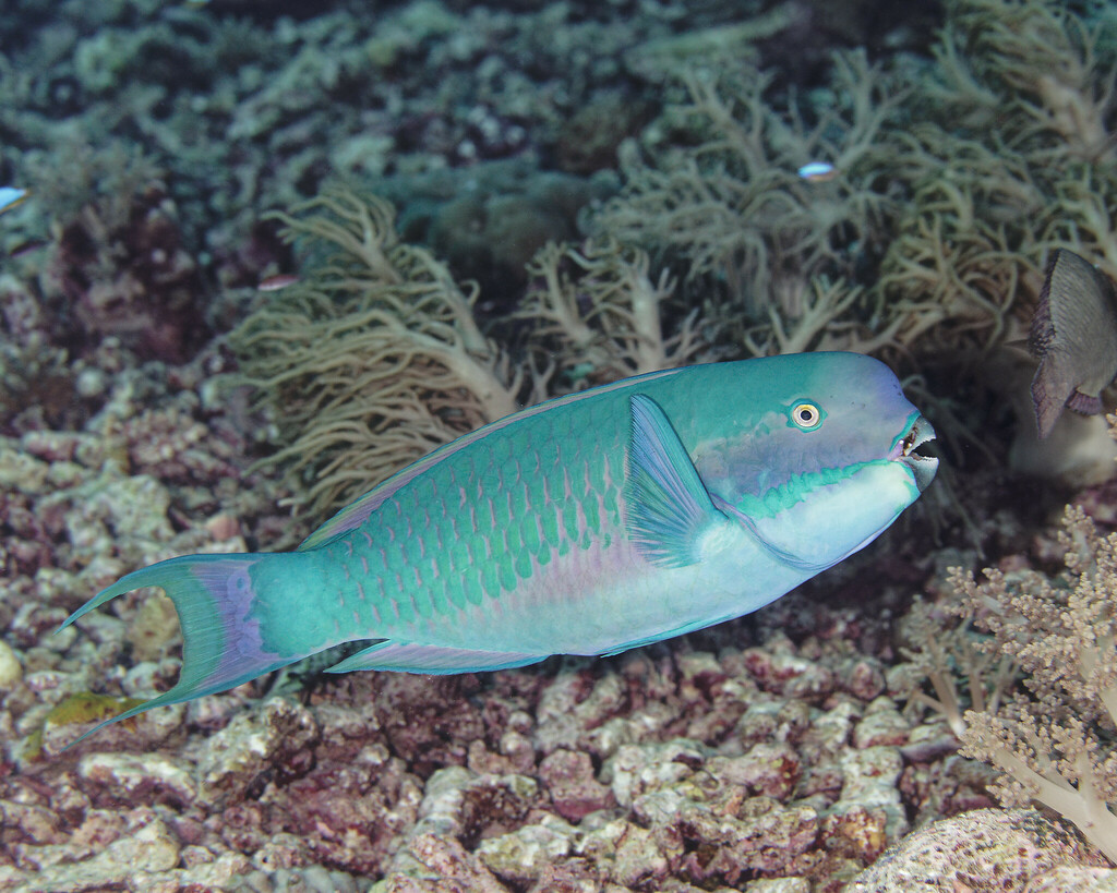 Steephead Parrotfish