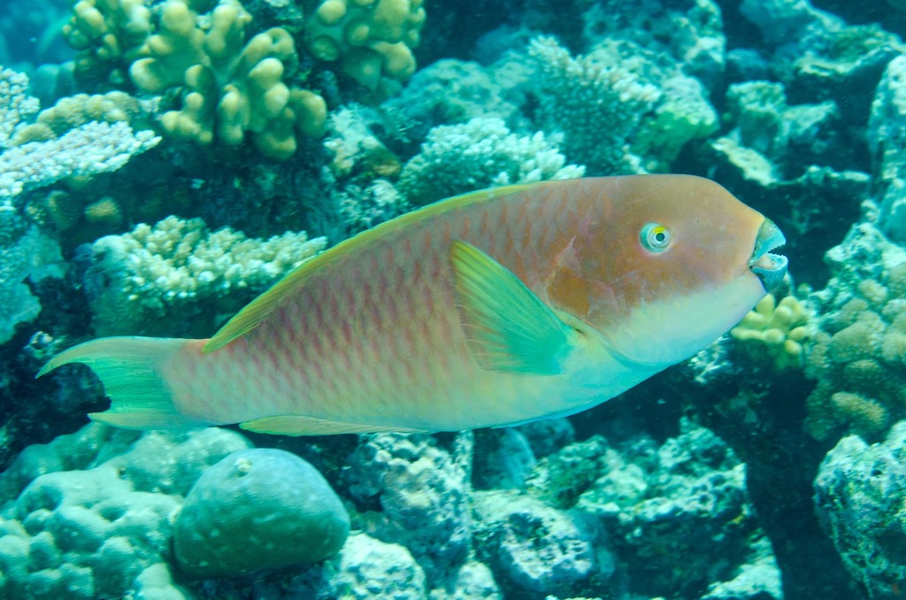 Steephead Parrotfish