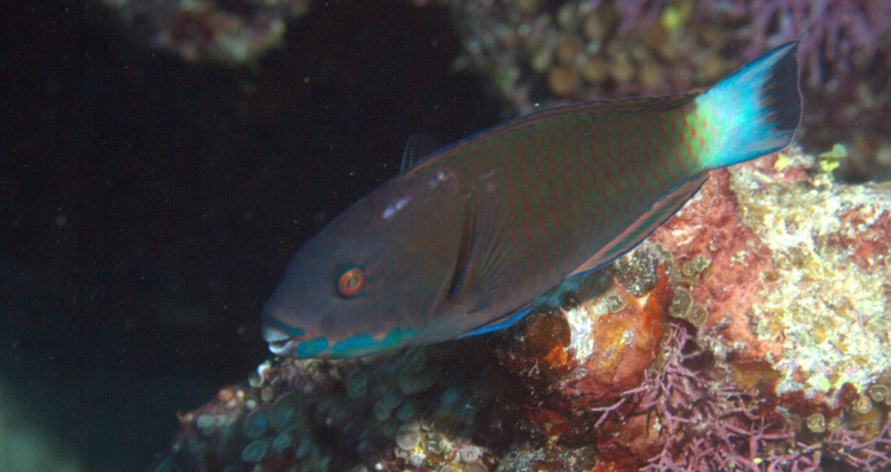 Steephead Parrotfish